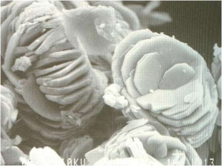 Microscopia Elettronica a Scansione